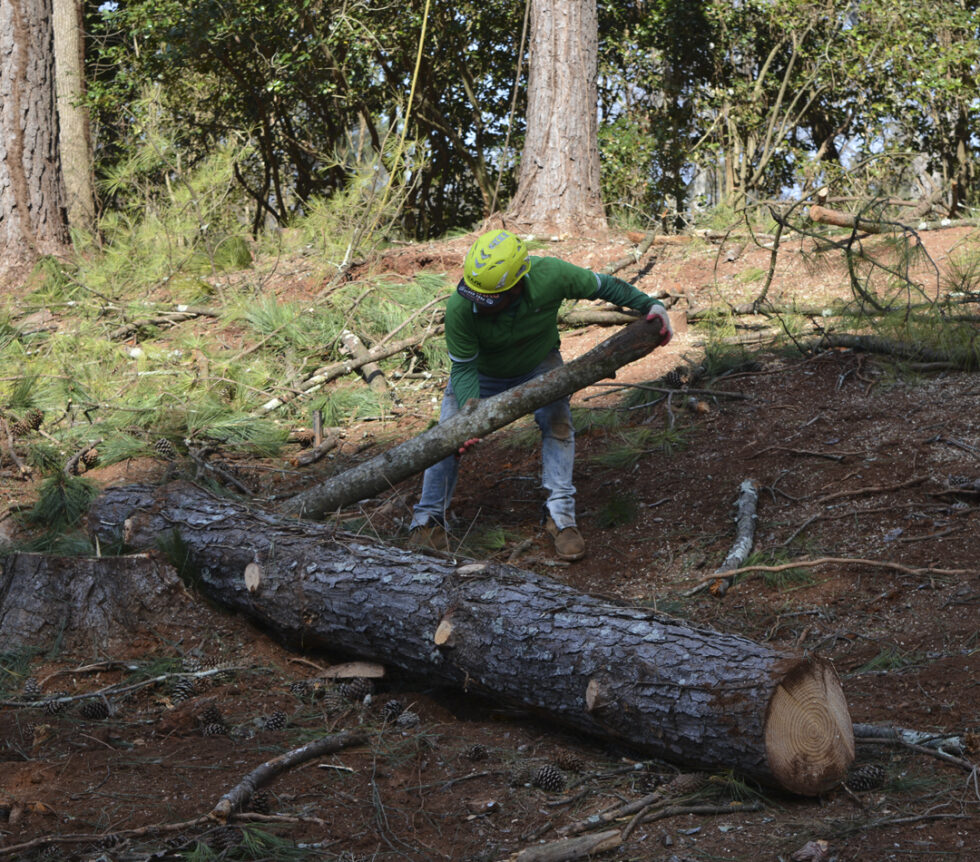 Star Tree Services Lawrenceville, Atlanta,
