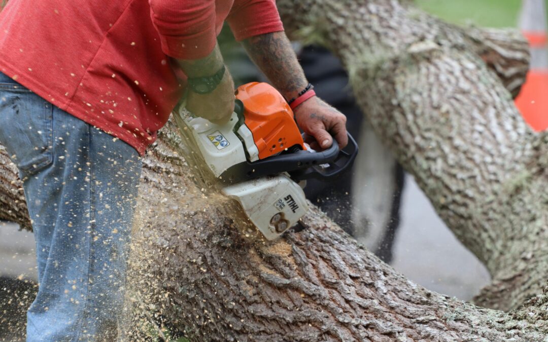 When should you call a professional for your tree removal?